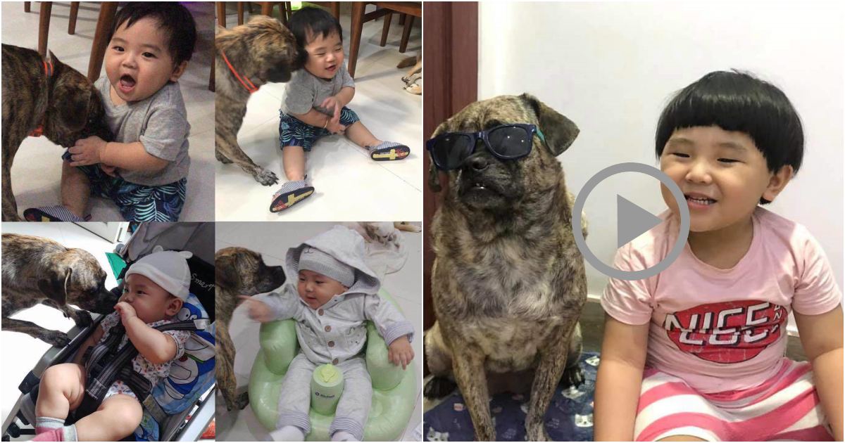 The Mushroom-headed Boy and the Ferocious-looking Dog Drive Internet Users Crazy with Their Adorableness