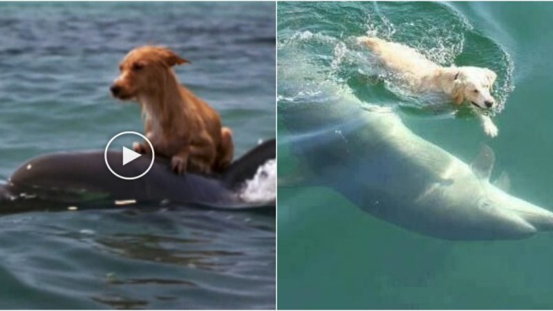 Unlikely Friends: Labrador and Dolphin Form Extraordinary Bond