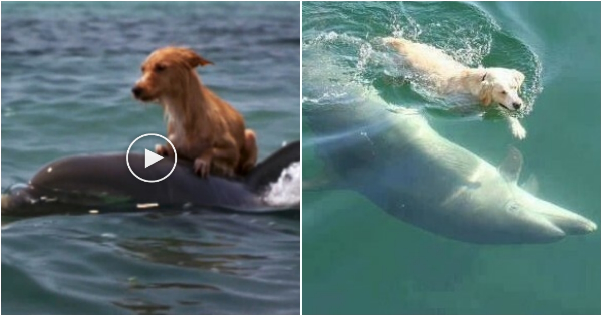 Unlikely Friends: Labrador and Dolphin Form Extraordinary Bond
