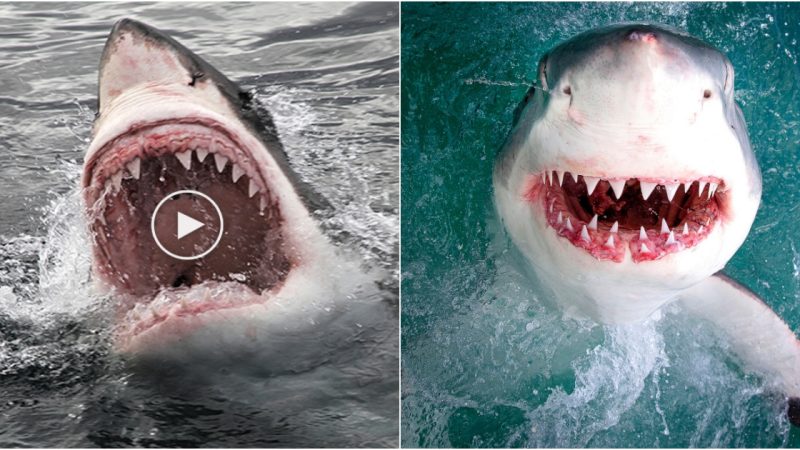 10 Fascinating Facts About the Great White Shark