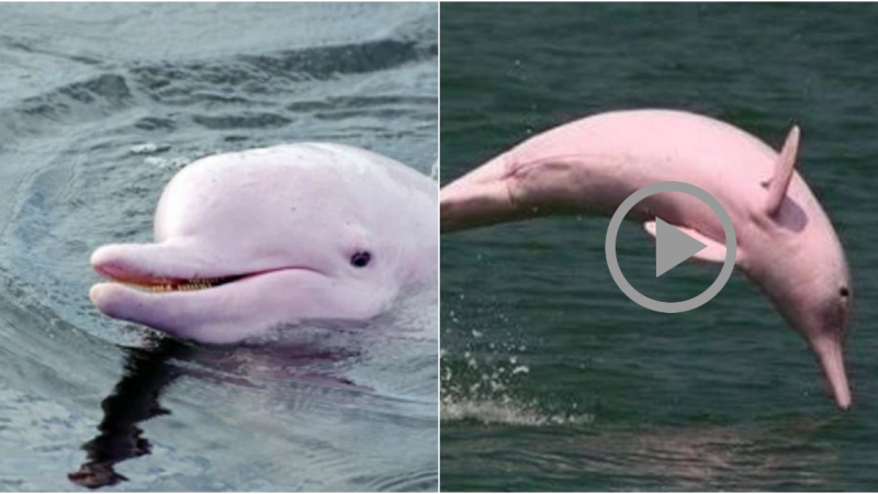 The Pink Dolphin – A Marvel of the Ocean