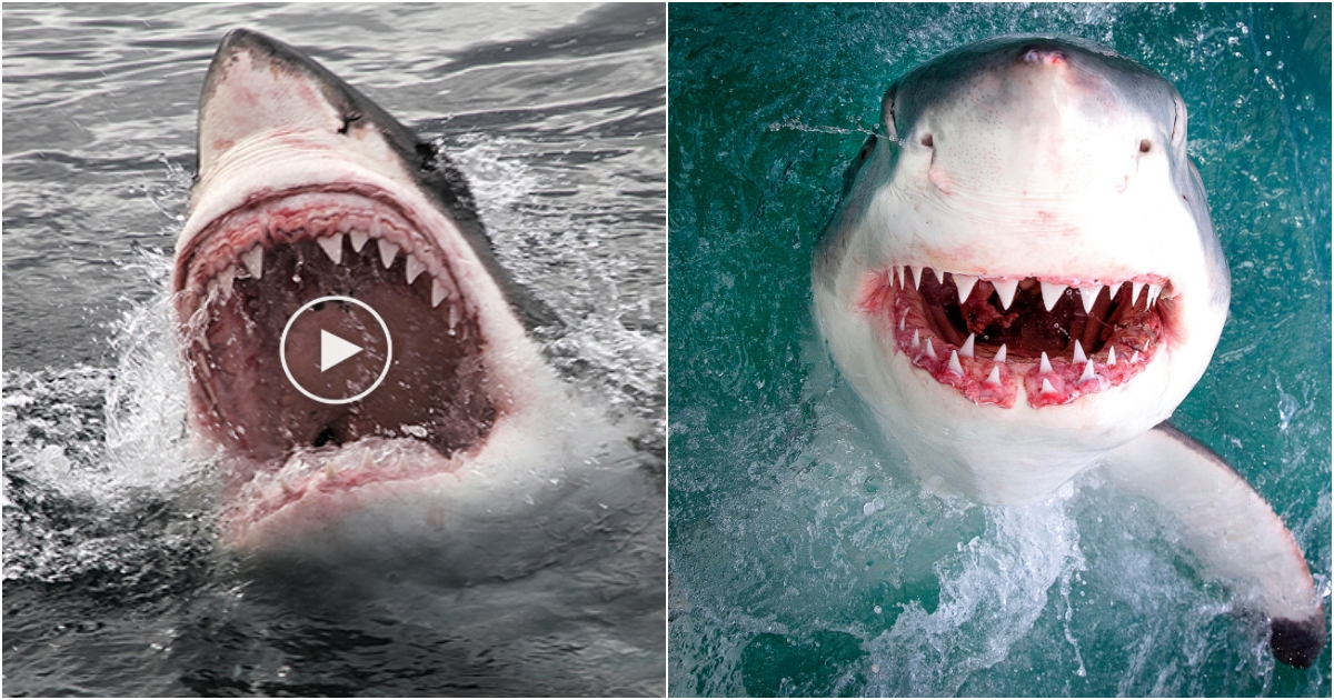 10 Fascinating Facts About the Great White Shark