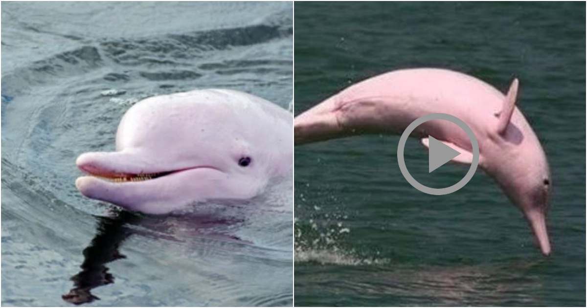 The Pink Dolphin – A Marvel of the Ocean