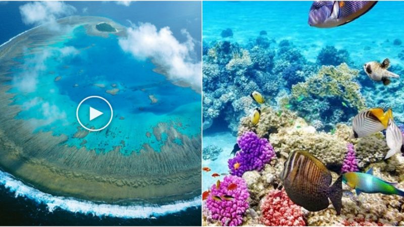 The Great Barrier Reef – Australia’s Pristine Coral Wonderland