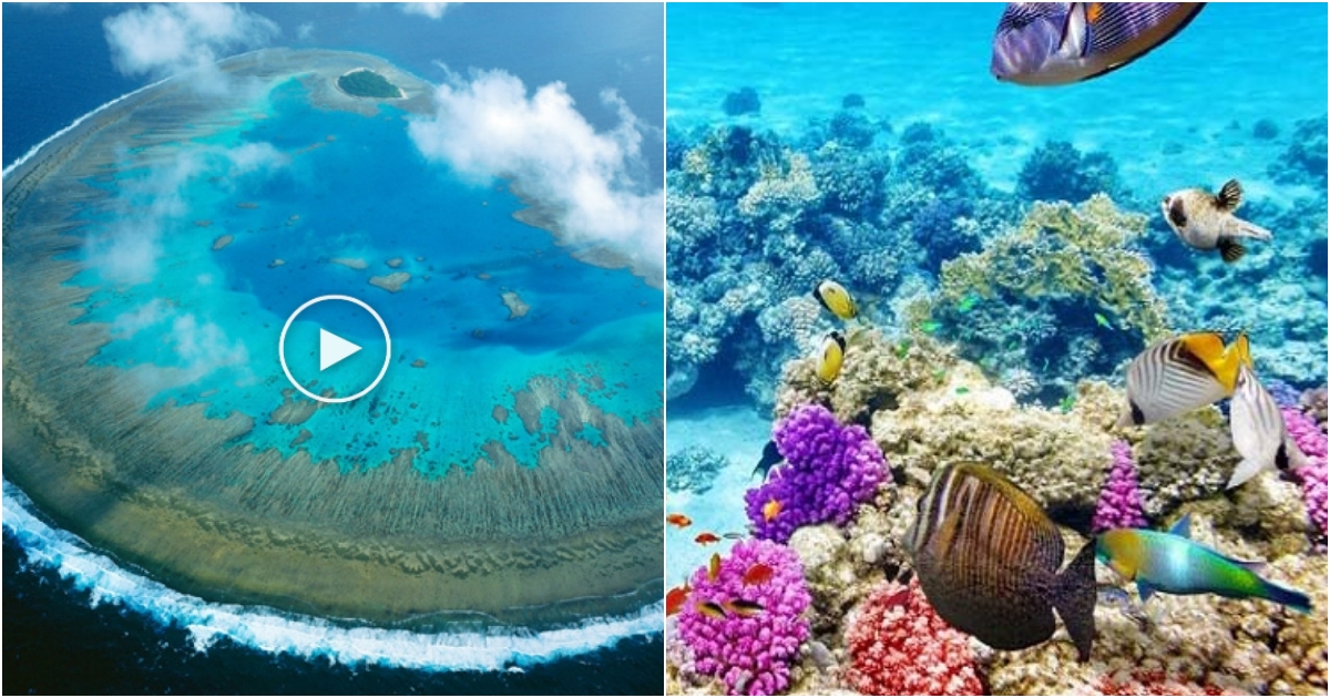 The Great Barrier Reef – Australia’s Pristine Coral Wonderland