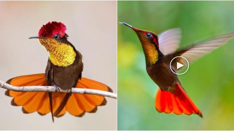 The Ruby-topaz Hummingbird: A Mesmerizing Combination of Ruby-Red Crown and Glittering Gold Throat