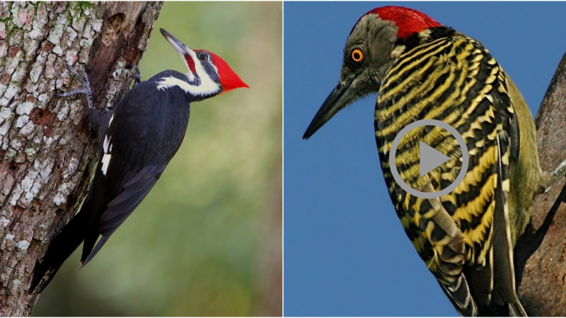 Fascinating Insights into the World of Woodpeckers