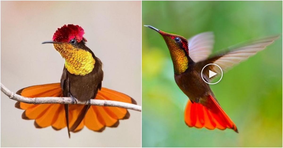 The Ruby-topaz Hummingbird: A Mesmerizing Combination of Ruby-Red Crown and Glittering Gold Throat