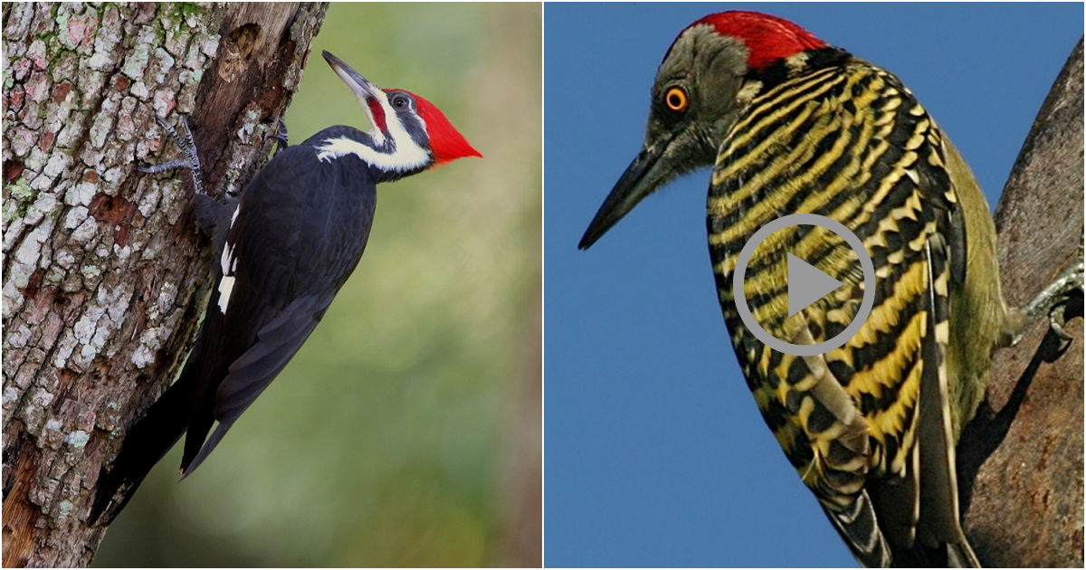 Fascinating Insights into the World of Woodpeckers