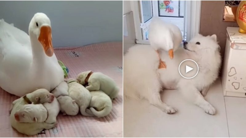 Heartwarming Interspecies Friendship: Gentle Goose Cares for Her Bestie’s Puppies as Her Own