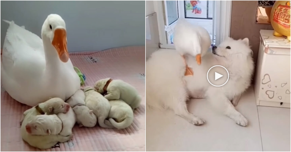 Heartwarming Interspecies Friendship: Gentle Goose Cares for Her Bestie’s Puppies as Her Own