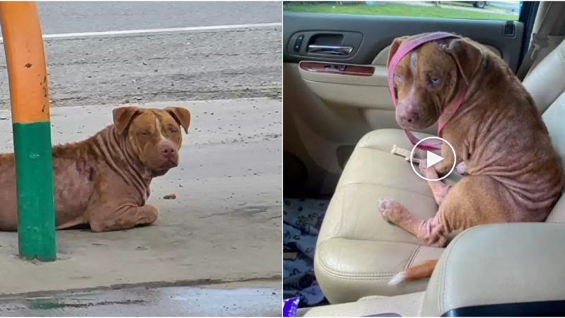 Stray Pit Bull Finds Love and Comfort in New Forever Home