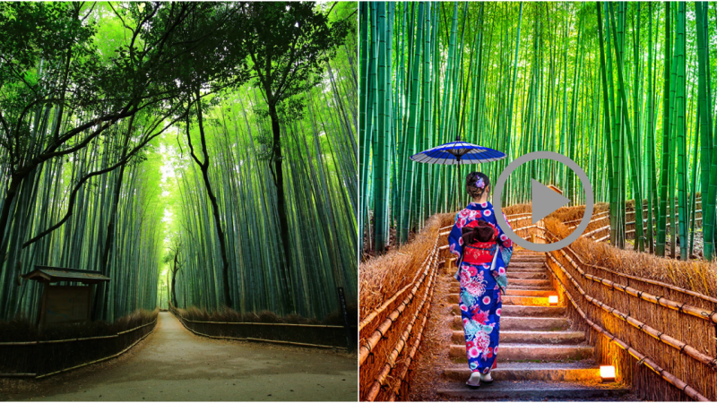 Sagano Bamboo Forest: A Serene Gem in Japan