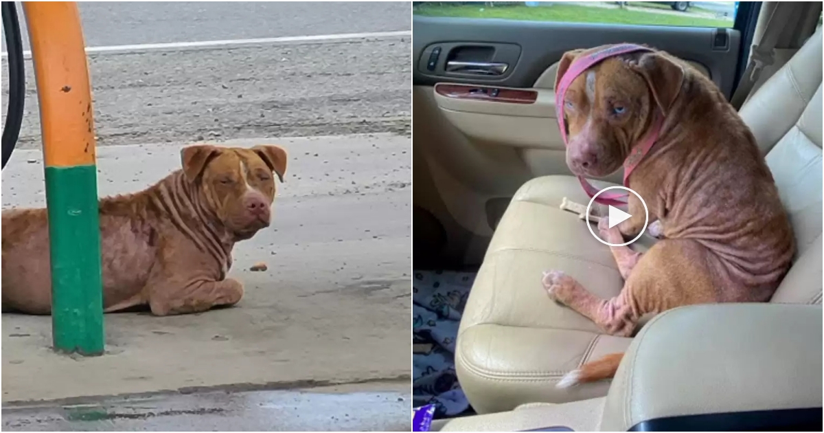 Stray Pit Bull Finds Love and Comfort in New Forever Home