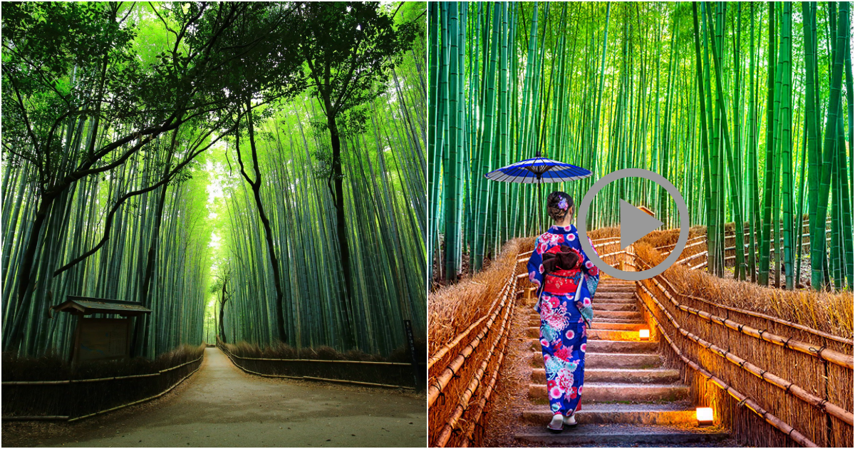 Sagano Bamboo Forest: A Serene Gem in Japan