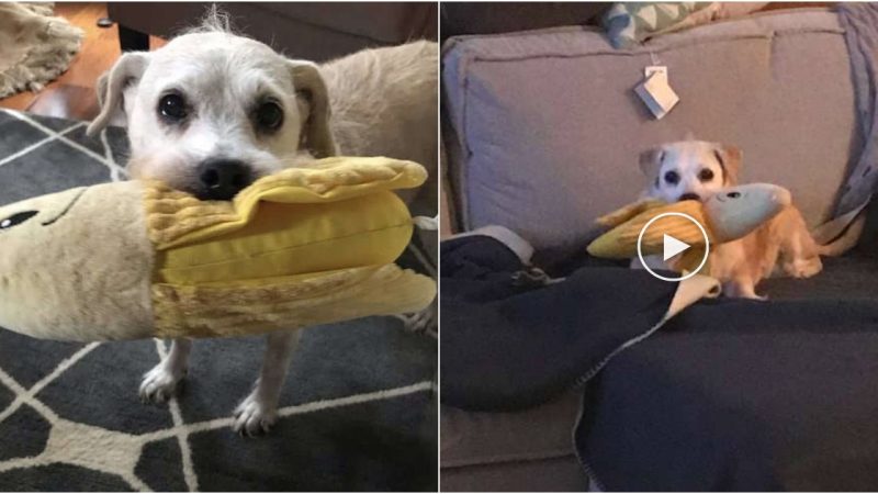 Heartwarming Story of 20-Year-Old Dog’s Unbreakable Bond with a Stuffed Banana