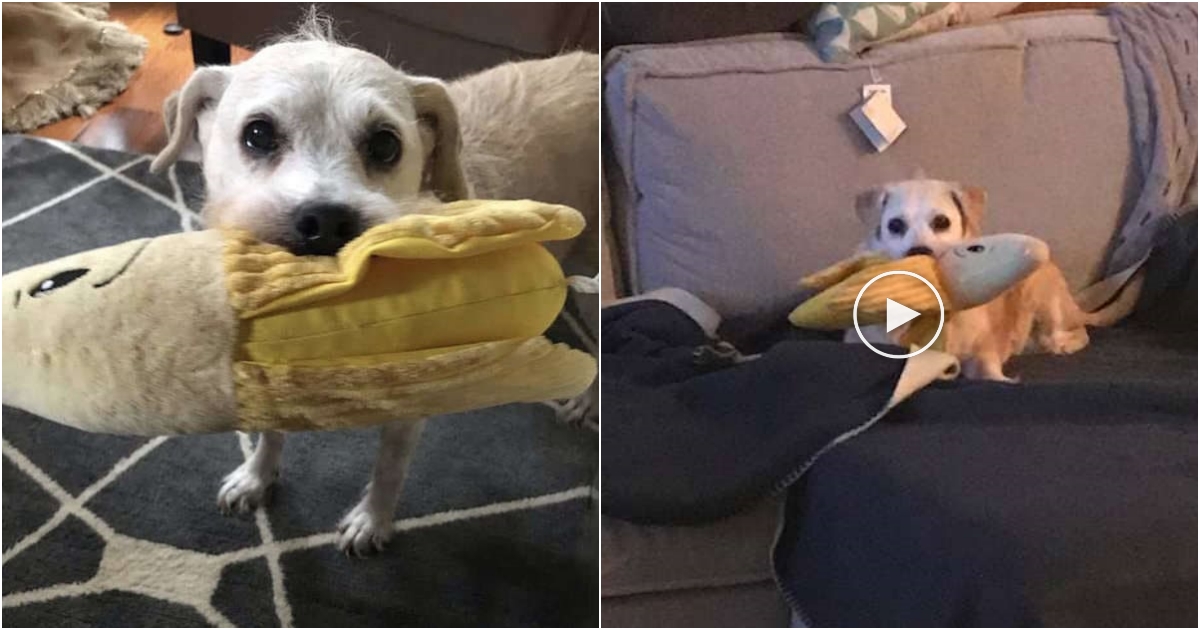 Heartwarming Story of 20-Year-Old Dog’s Unbreakable Bond with a Stuffed Banana