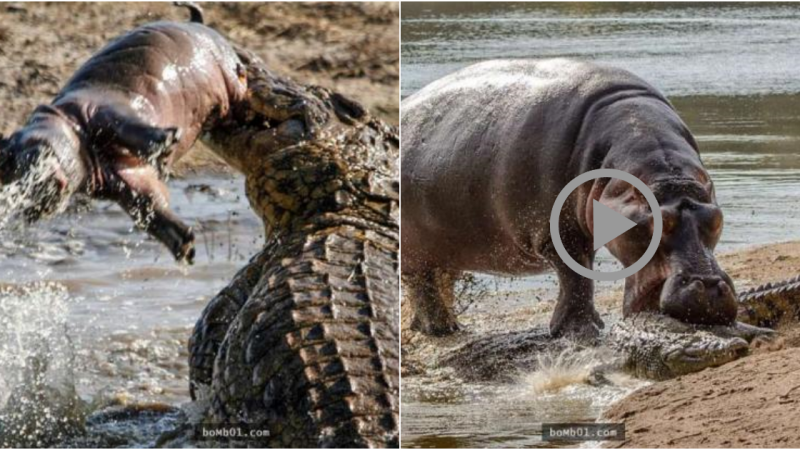 A Touching Display of Maternal Love – The Last Act of the Mother Hippopotamus