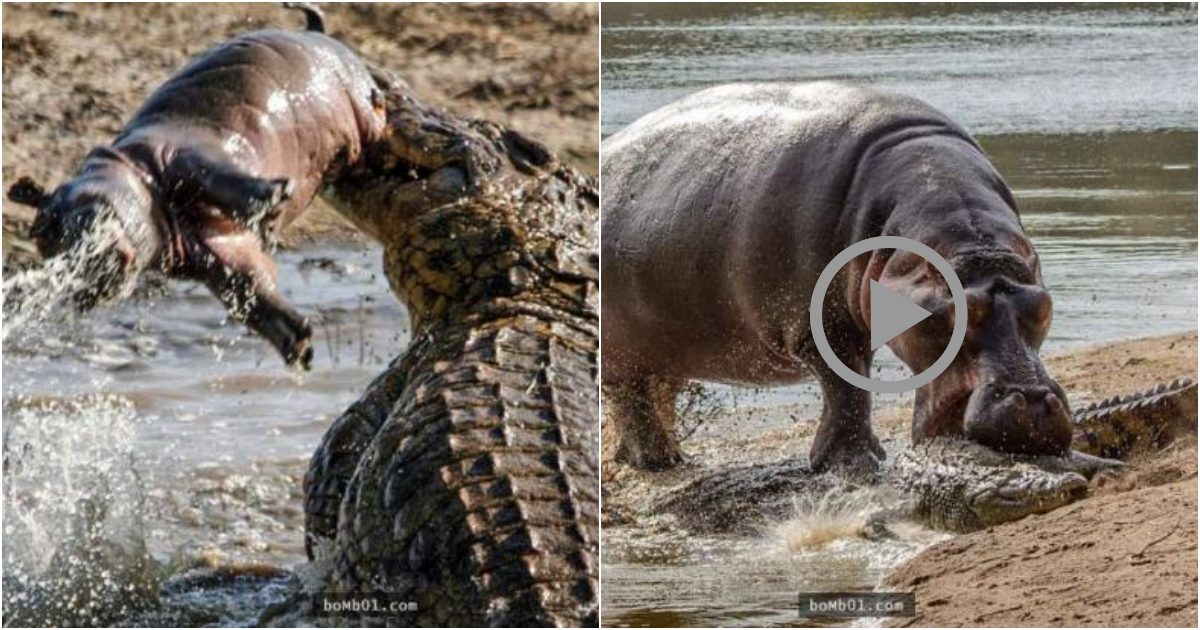 A Touching Display of Maternal Love – The Last Act of the Mother Hippopotamus