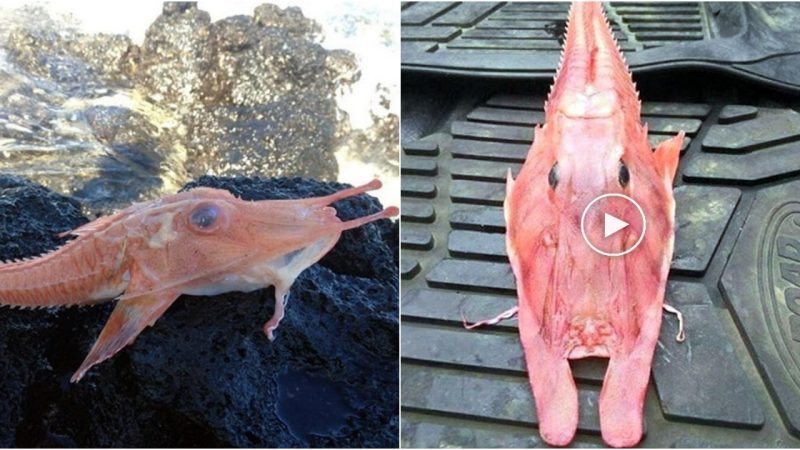 Mysterious Armored Fish Resembles Prehistoric Creature