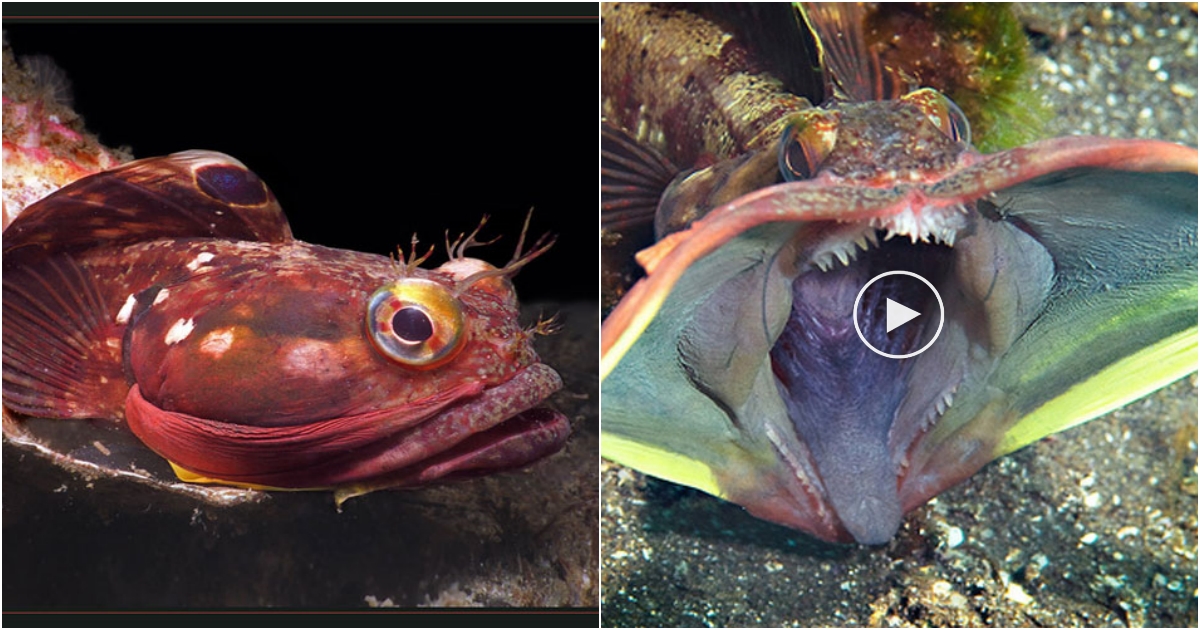 Bizarre Encounter: The Mouth-Wrestling Fish Determining Victory or Defeat