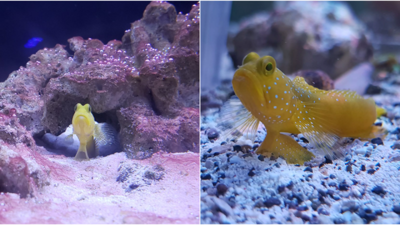 Dive into the Mesmerizing Universe of the Yellow Watchman Goby: A Living Jewel to Illuminate Your Aquarium