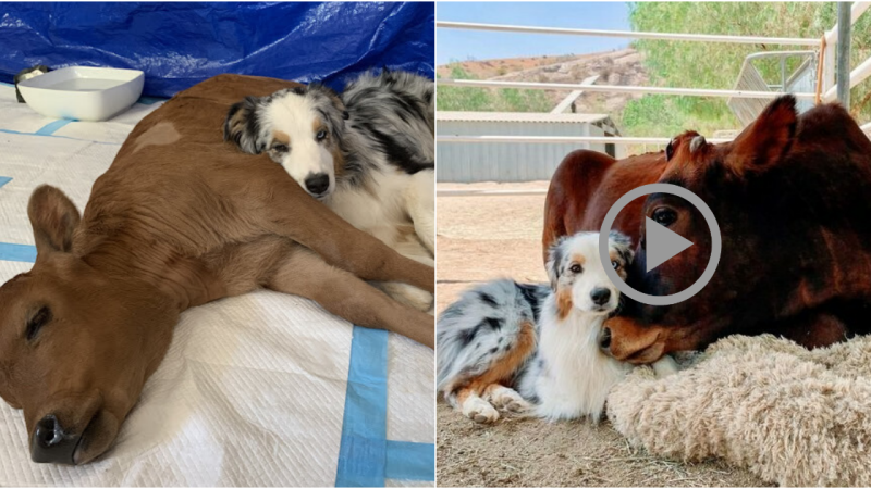 A Life-Changing Visit: How a Therapy Dog Transformed the Journey of a Solitary Calf