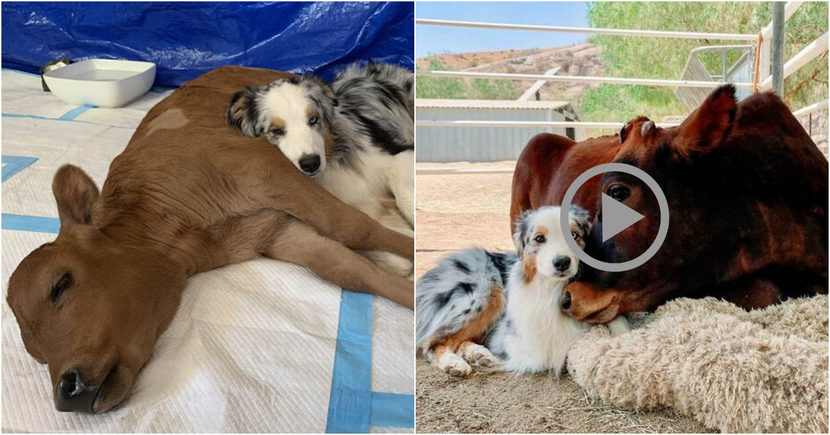 A Life-Changing Visit: How a Therapy Dog Transformed the Journey of a Solitary Calf