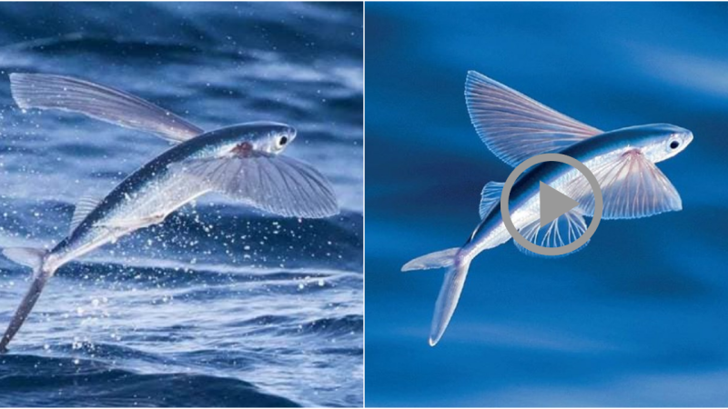 Fascinating Facts About Flying Fish