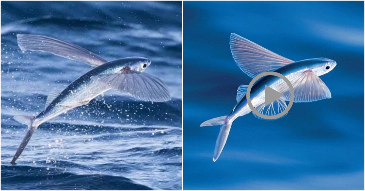 Fascinating Facts About Flying Fish