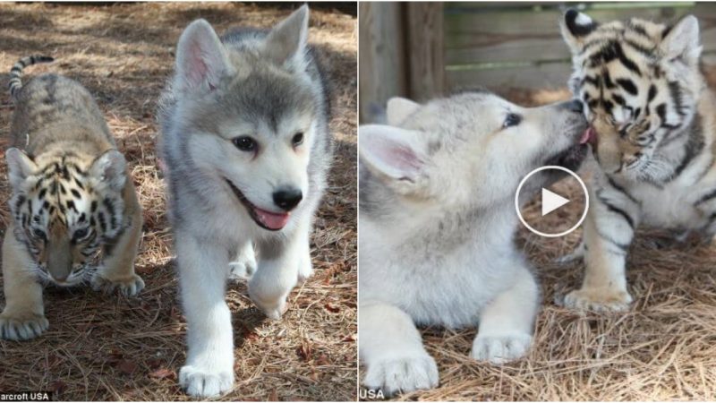 Crossing Boundaries: The Extraordinary Friendship of Timber Wolf and Bengal Tiger Cubs