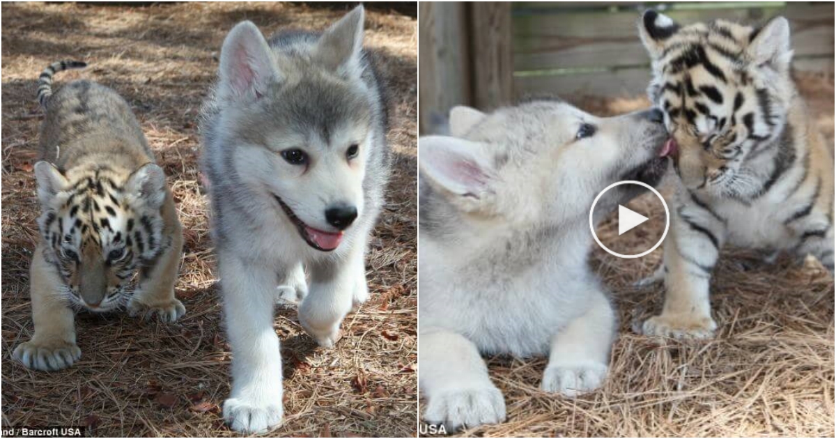 Crossing Boundaries: The Extraordinary Friendship of Timber Wolf and Bengal Tiger Cubs