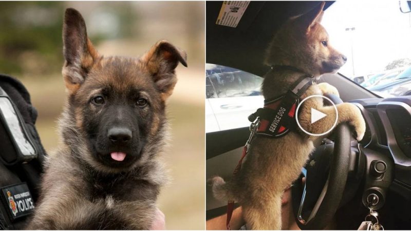 “15 Adorable Puppies Embracing Their First Days at Work: A Joyful Journey of Furry Coworkers”