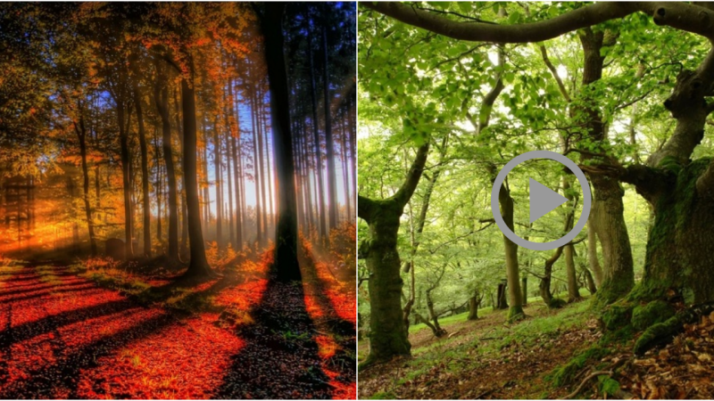 The Enchanting Oak Forests of Germany