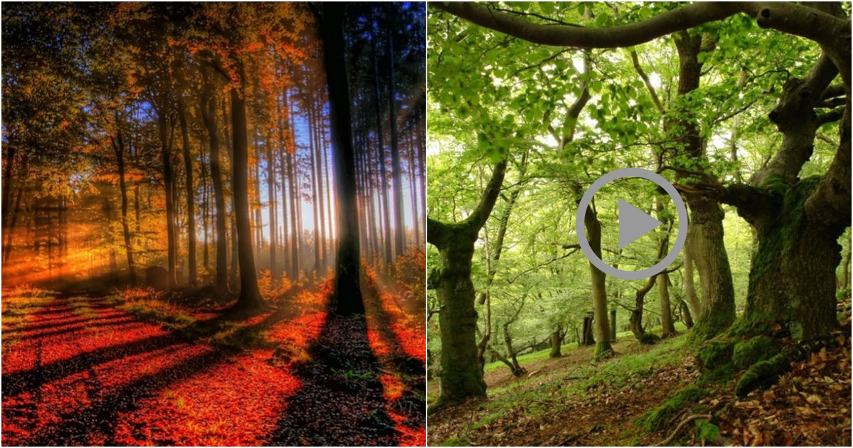 The Enchanting Oak Forests of Germany