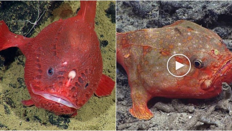 Coffinfish: A Peculiar Deep-Sea Creature with Remarkable Breath-Holding Abilities