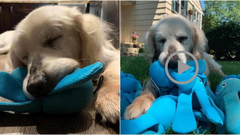 12-Year-Old Dog Finds Joy and Love with New Stuffed Octopus Toy