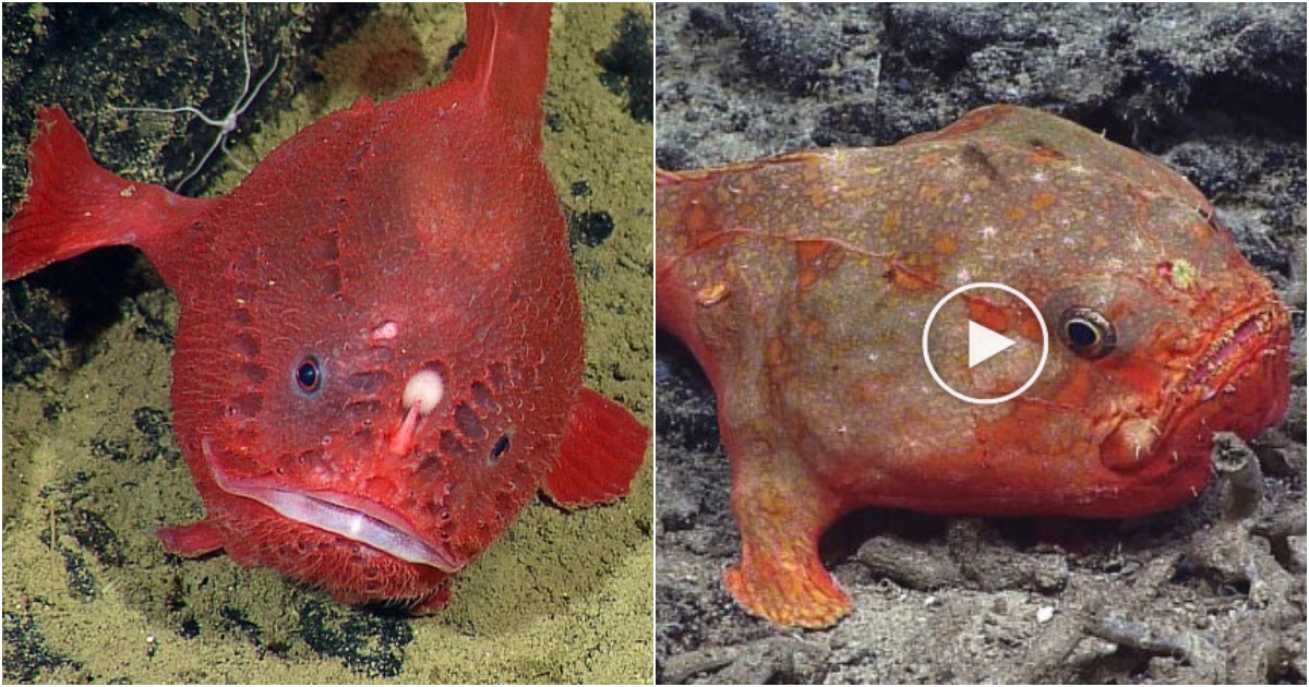 Coffinfish: A Peculiar Deep-Sea Creature with Remarkable Breath-Holding Abilities