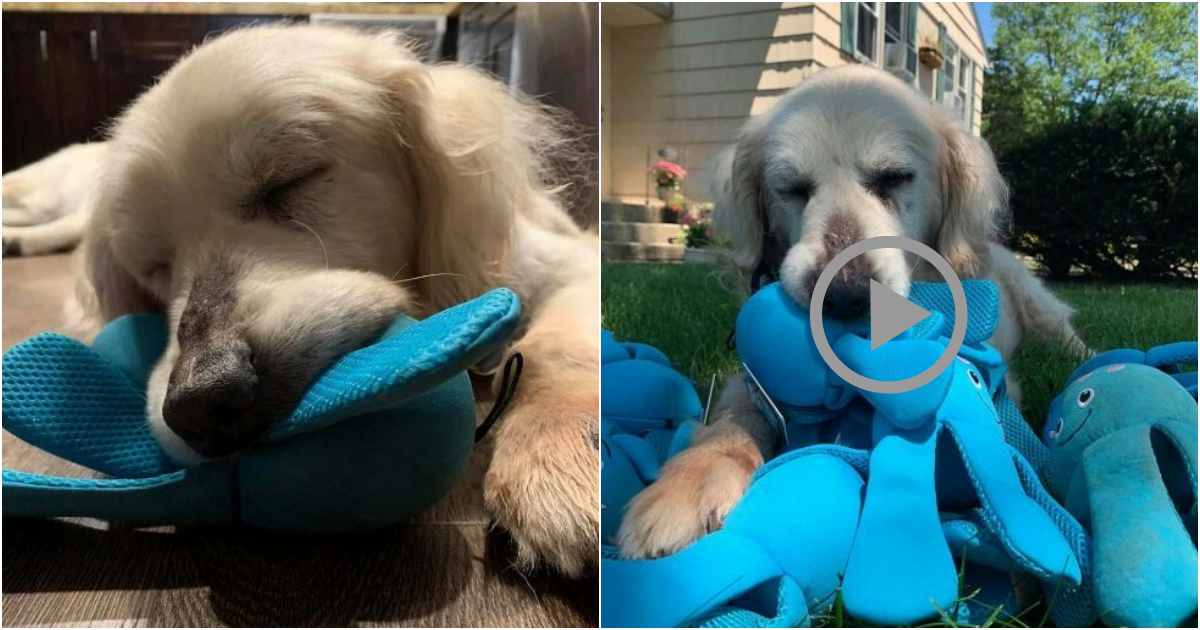 12-Year-Old Dog Finds Joy and Love with New Stuffed Octopus Toy