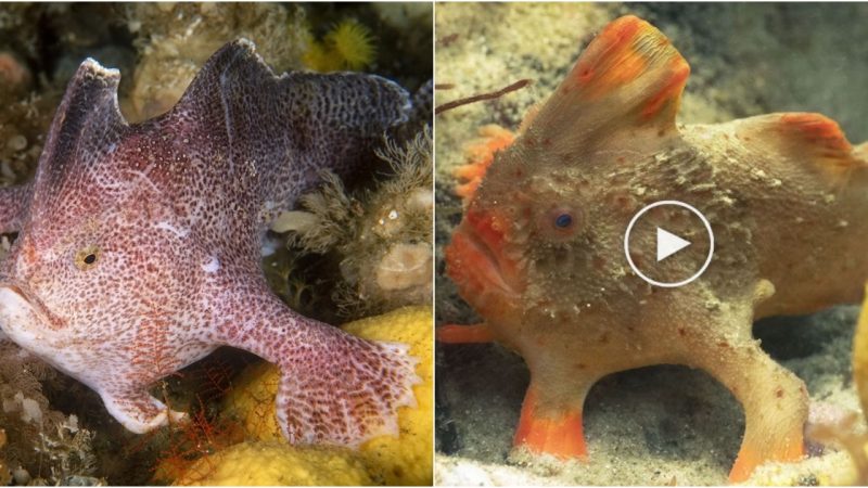 First Modern Extinction of a Fish Species: The Smooth Handfish (Sympterichthys unipennis)