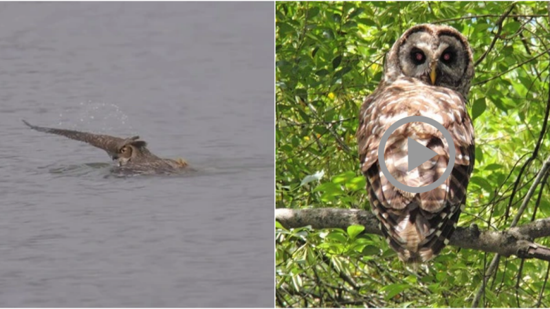 Discovering the Fascinating World of Owls: Surprising and Intriguing Facts”