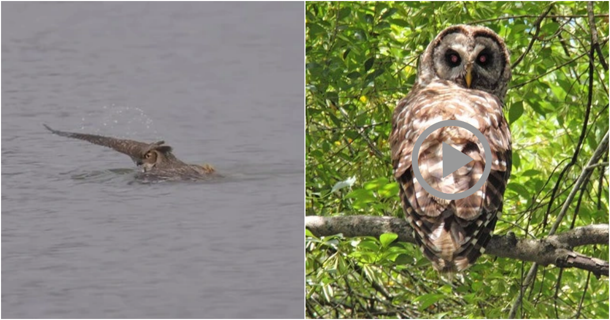 Discovering the Fascinating World of Owls: Surprising and Intriguing Facts”