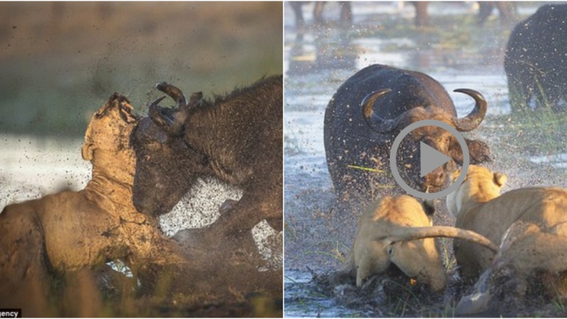 ‘Forest warrior’ buffalo fatally charges lion to protect its kind