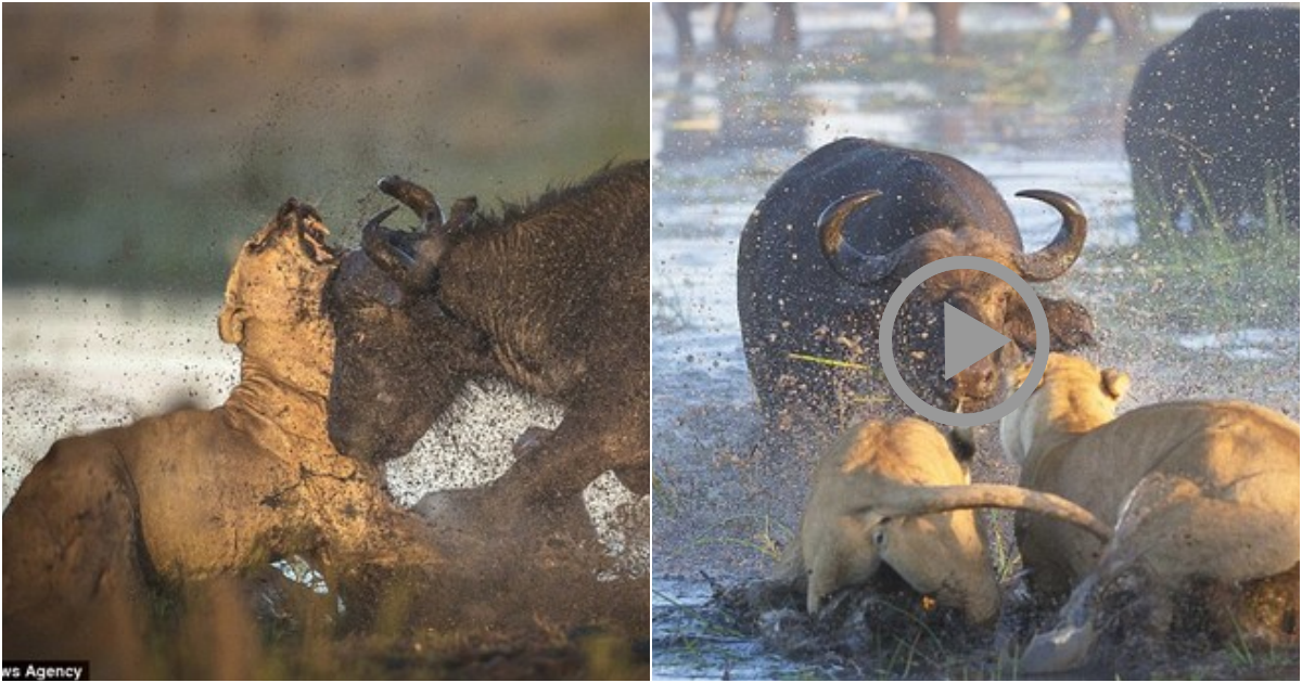 ‘Forest warrior’ buffalo fatally charges lion to protect its kind