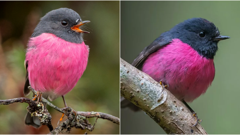 The Enchanting Pink Robin: A Rare Beauty of the Australian Avian World