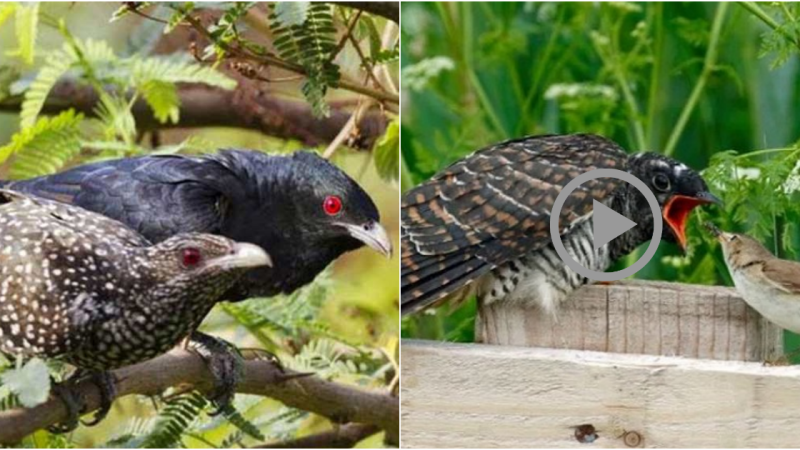 The Cruelty of Howling Birds: A Disturbing Phenomenon in Nature