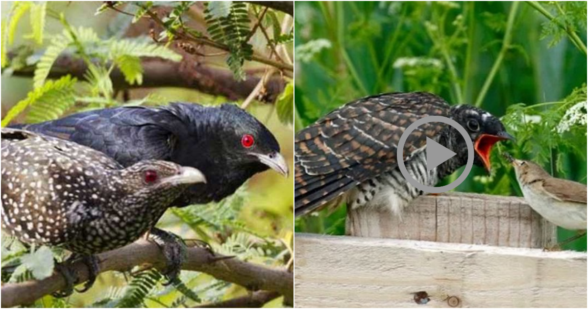 The Cruelty of Howling Birds: A Disturbing Phenomenon in Nature