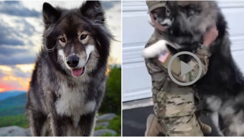 Touching Reunion: Soldier Returns Home and Dog’s Joyful Recognition Melts Hearts