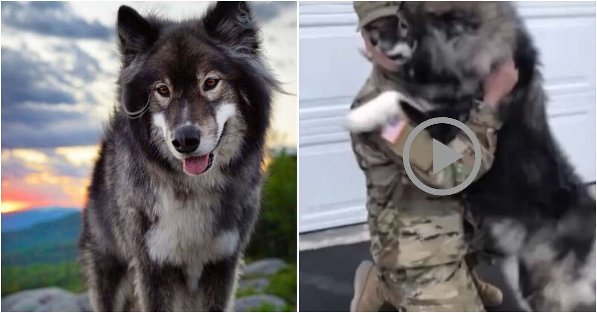 Touching Reunion: Soldier Returns Home and Dog’s Joyful Recognition Melts Hearts