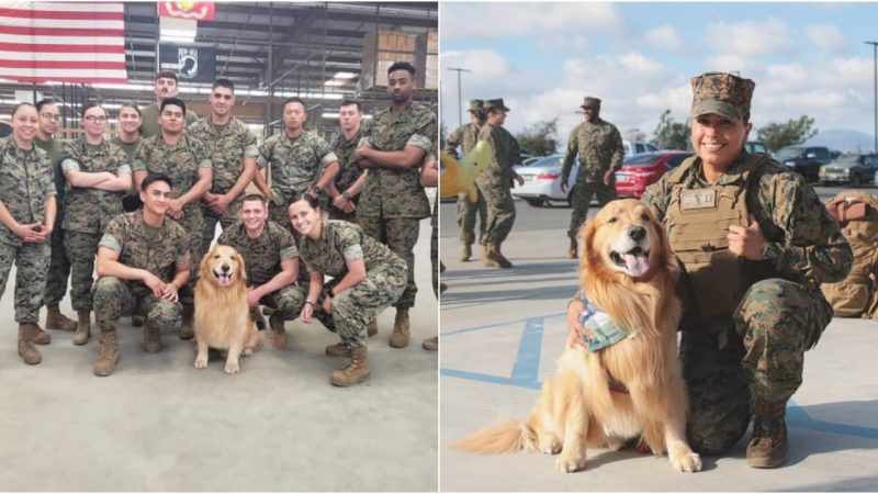 Heartwarming Reunion: Dog’s Epic Reaction to Marine Mom’s Surprise Homecoming